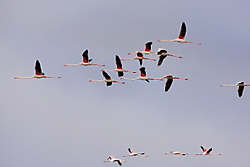 Flamencos88.JPG