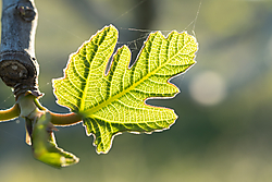 Verde19.jpg