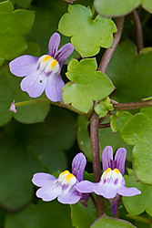 IMG_5424.JPG