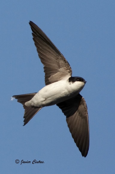 COMO DIFERENCIAR VENCEJO, GOLONDRINA Y AVIÓN