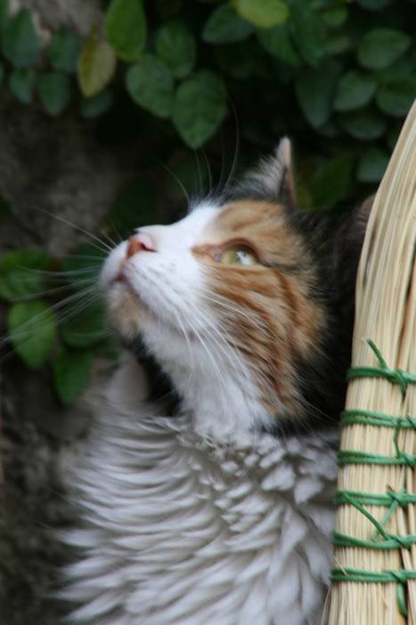 Guli-verdes