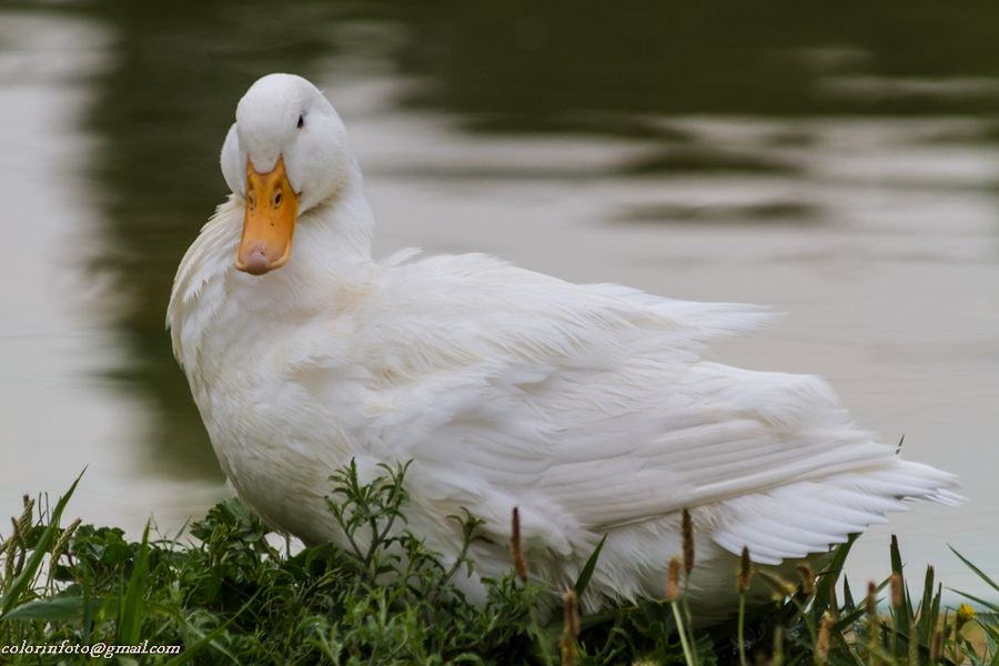 los patos...