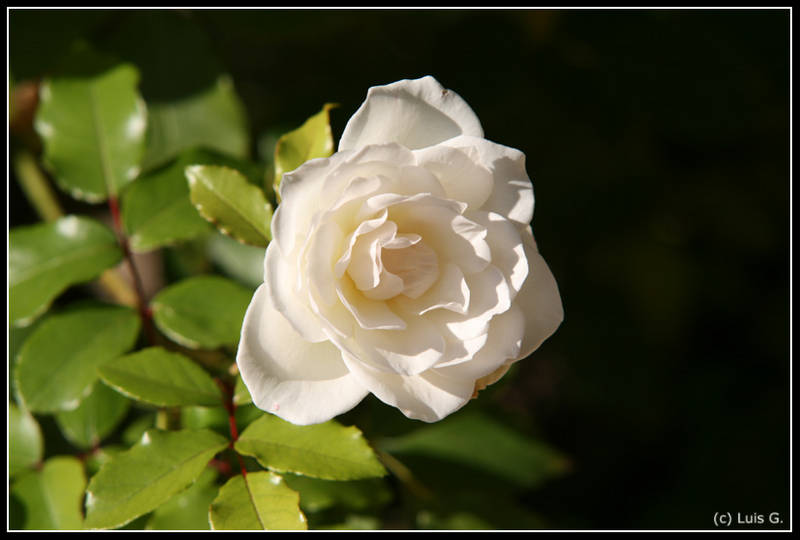 Rosa blanca