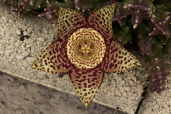 Orbea Variegata 2