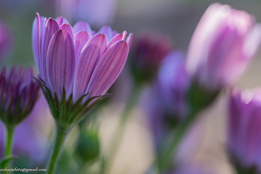 primavera 3