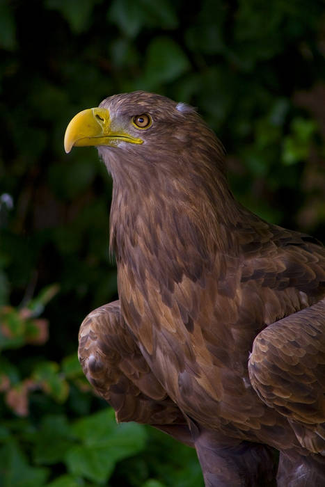 Aquila