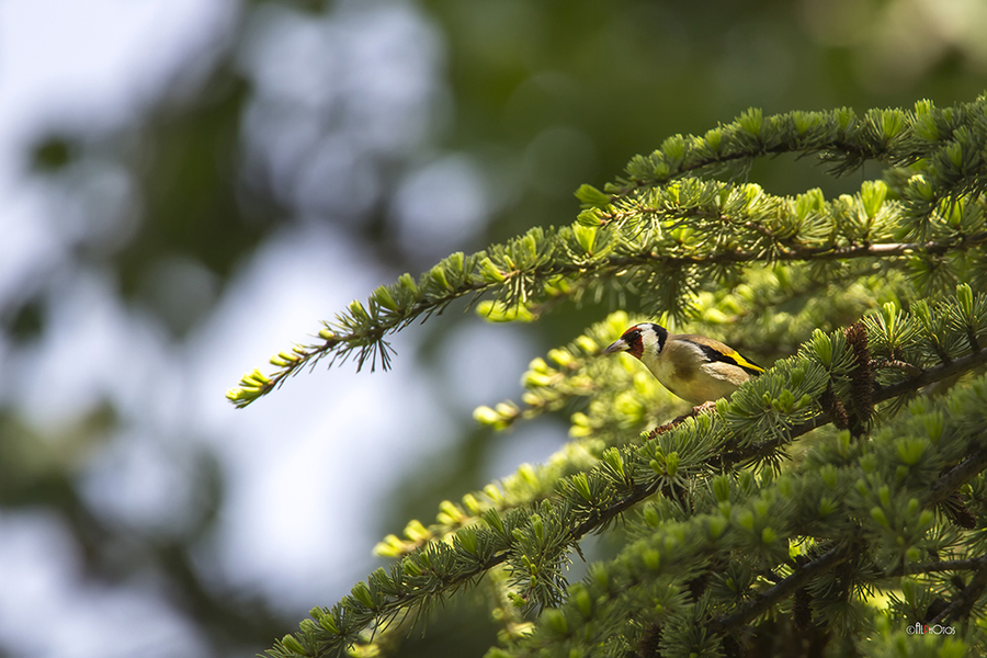 Canon 5D-MIII + Sigma 150-600C + Canon X1.4