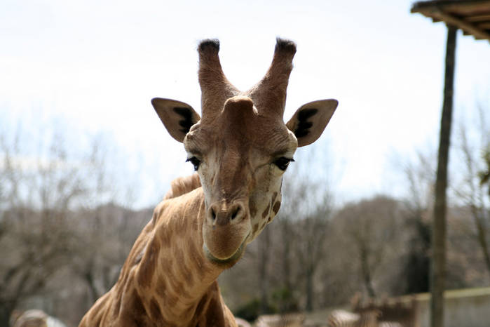 jirafa