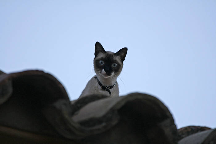 Gato en el tejado I