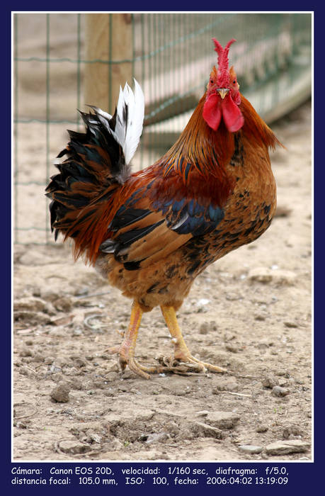 el desafio del gallo