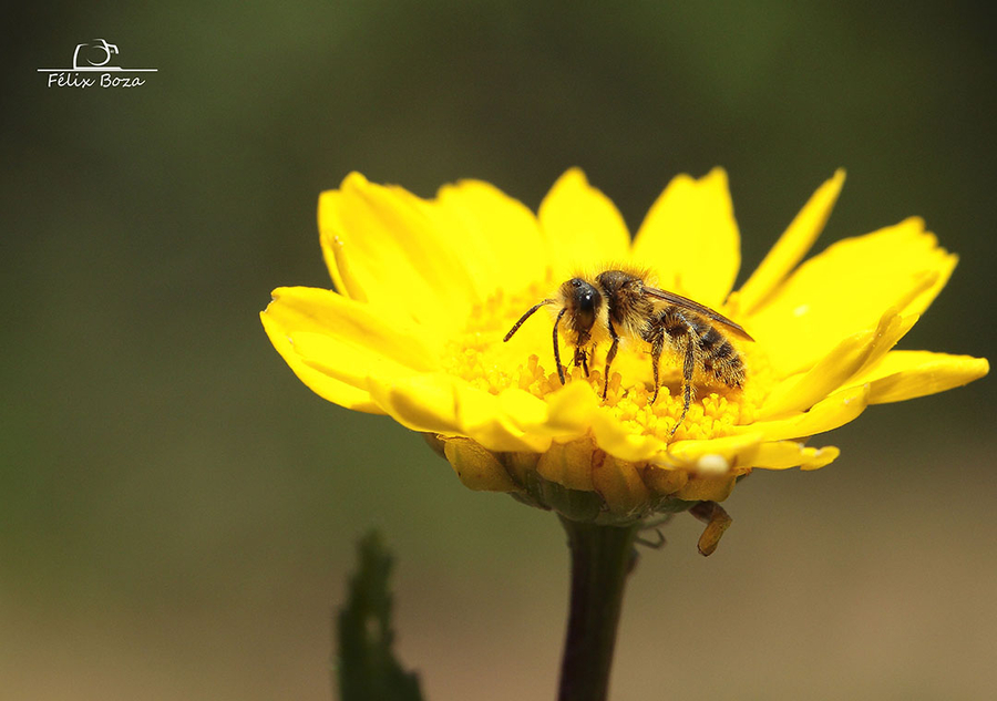 Abeja_en_flor-1