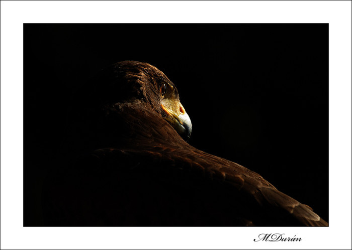 Aguila Harris