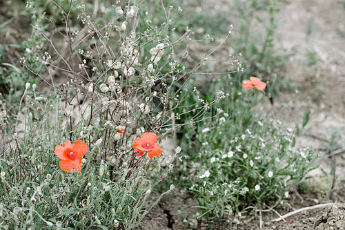 Amapolas y caracoles