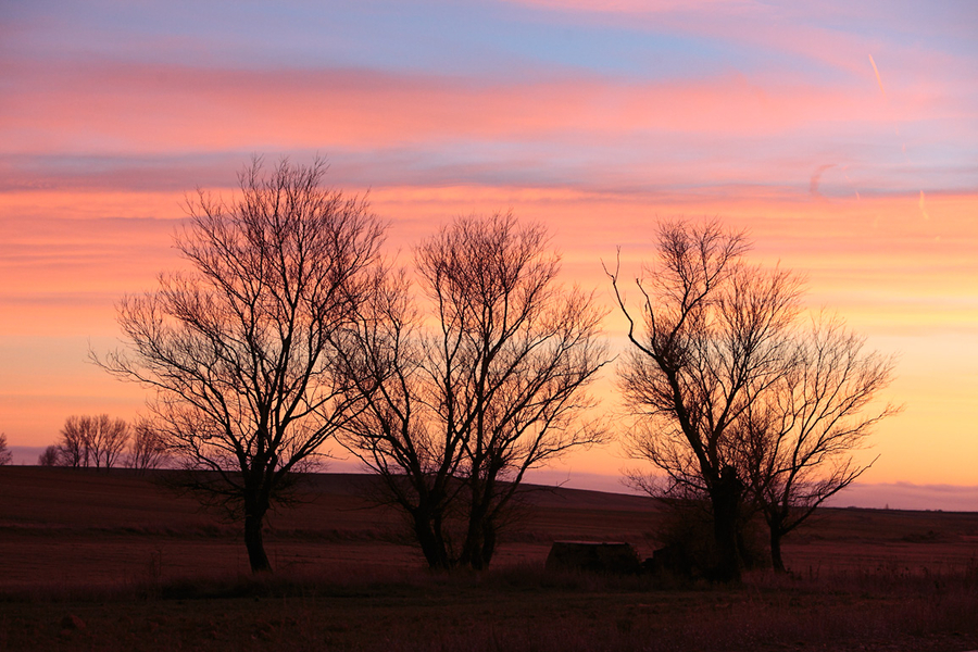 Arboles al atardecer I
