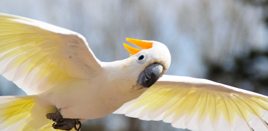 Cacatua