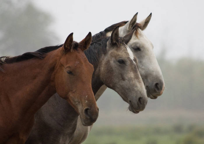 Caballos3p