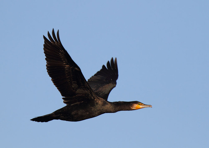 cormoran con dupli