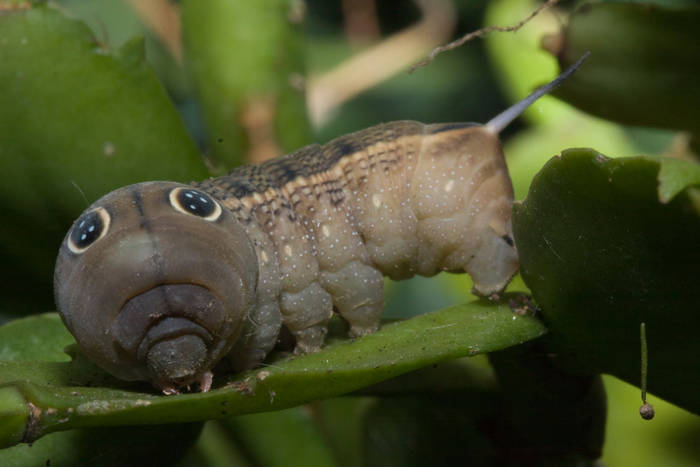 Deilephila_elpenor