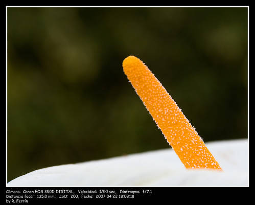 Un macro para zalo