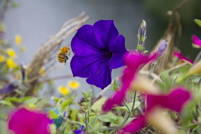 Flores e insectos 2