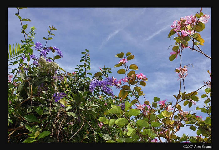 Cielo floral