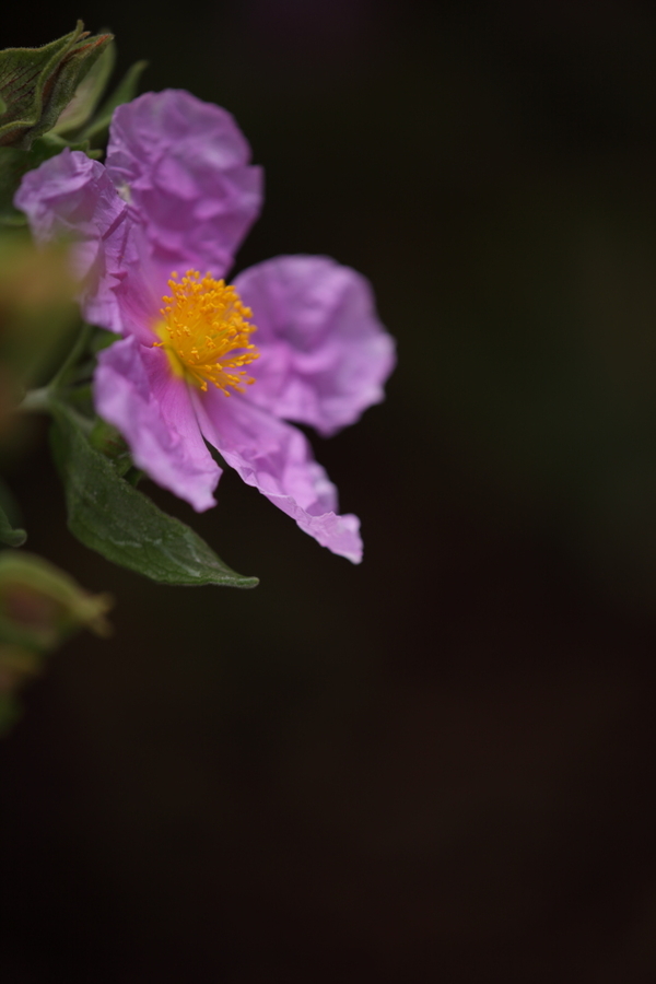 GAP_X_ej10_ContrasteTonos