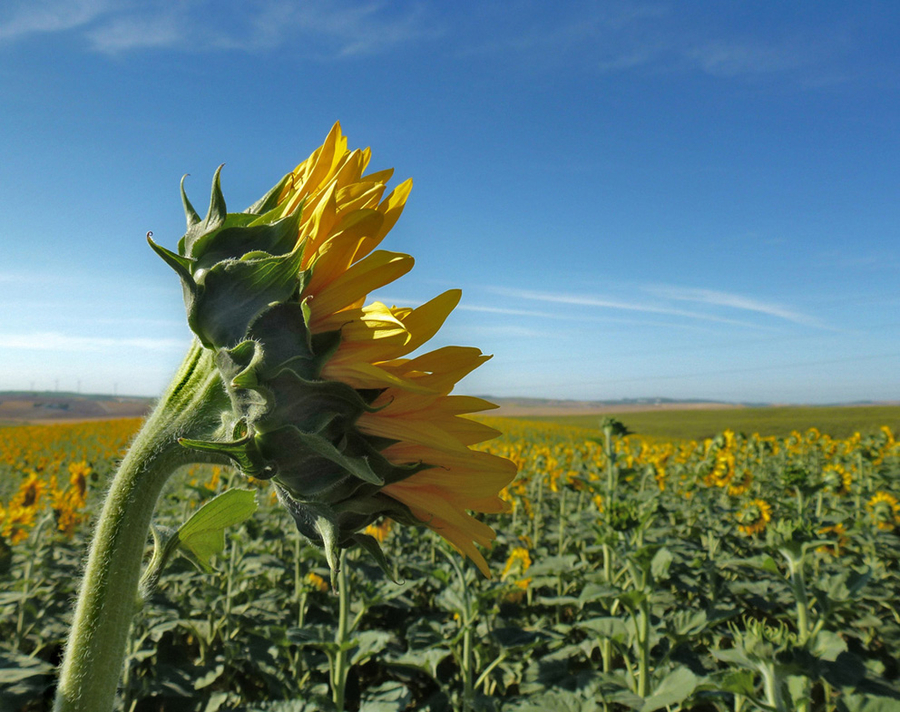 Girasoles_aceiteros_Bokeh_