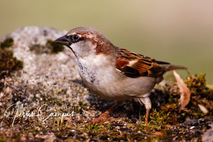 Gorrion Comun (Passer domesticus)