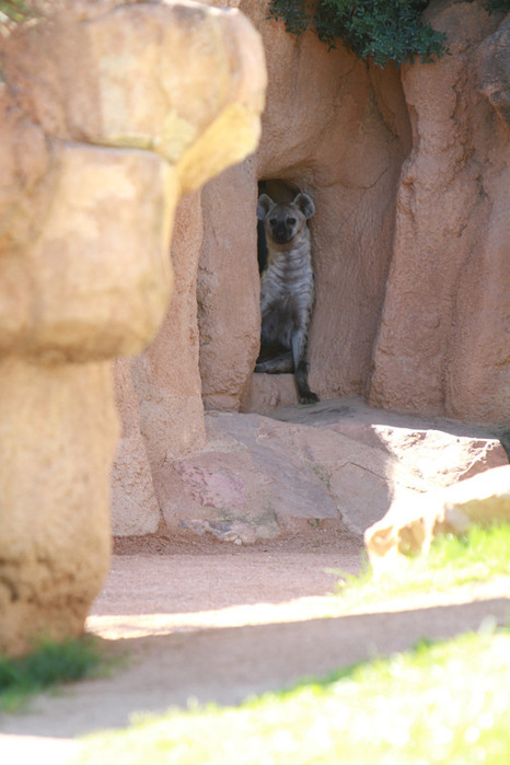 Bioparc 11-10-2010