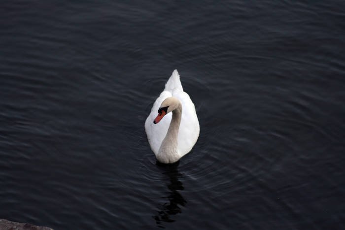 cisne