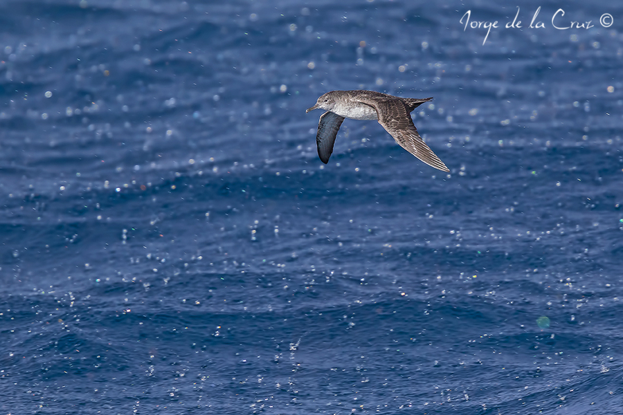 Pardela balear urfeando en la tormenta