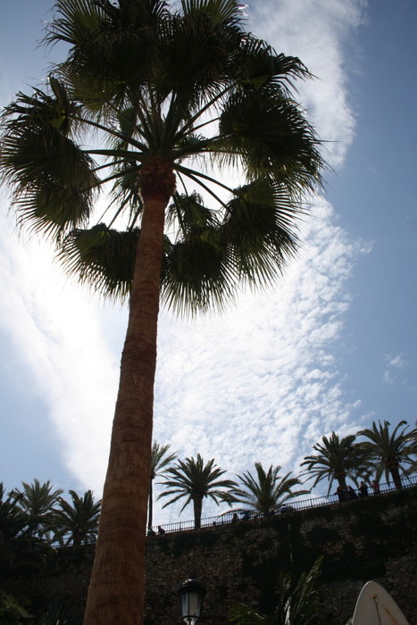 SOMBRAS DE ANDALUCIA