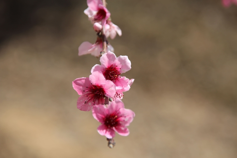 Flor cerezo