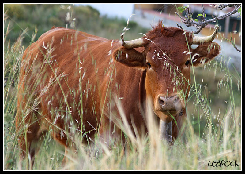 Entre las hierbas ... II
