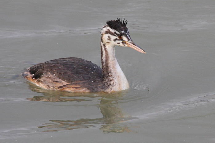 Somormujo joven en lagunas de Salburua