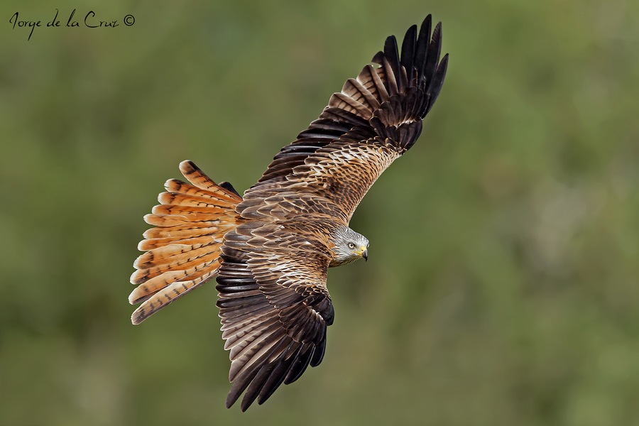 Vuelo de milano real