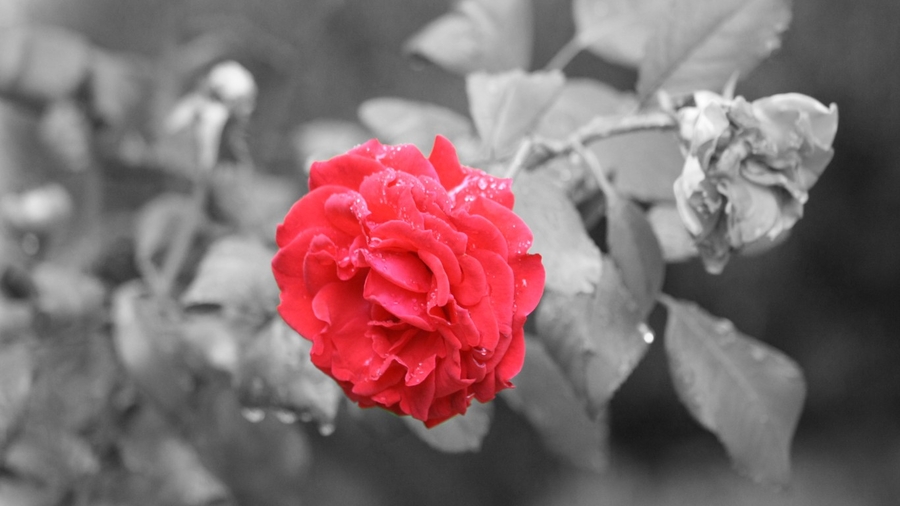 Una rosa es una rosa