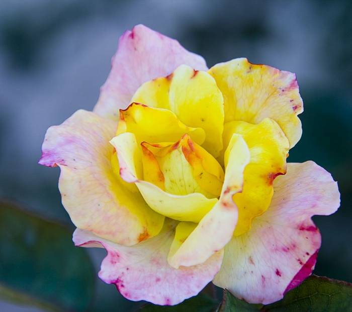 rosa y mariposa