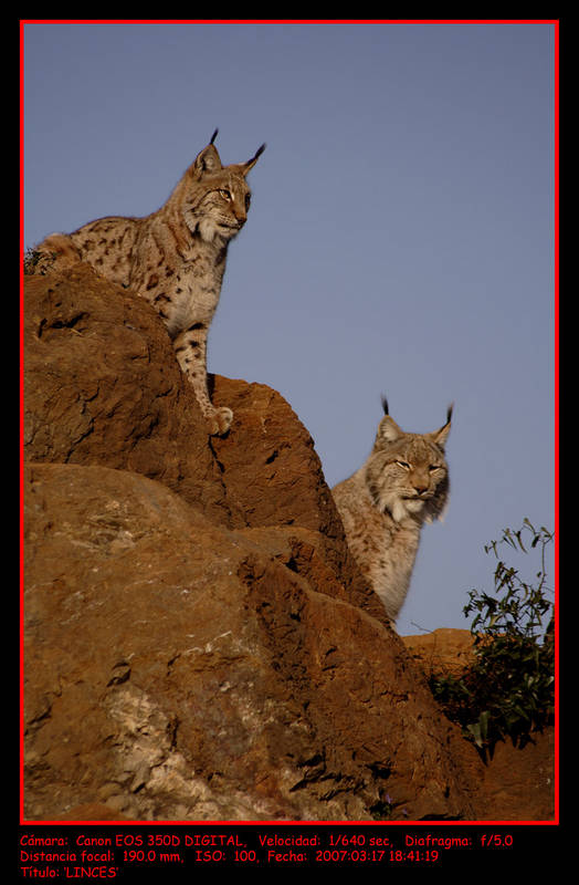 LINCES