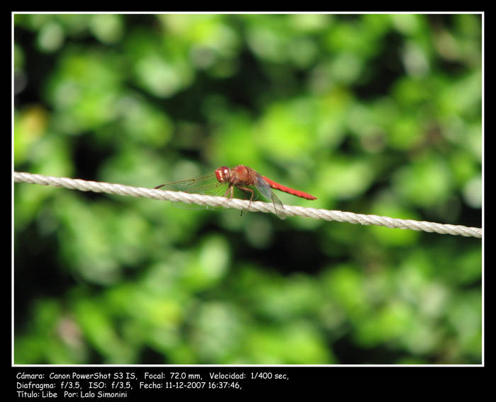 Libelula