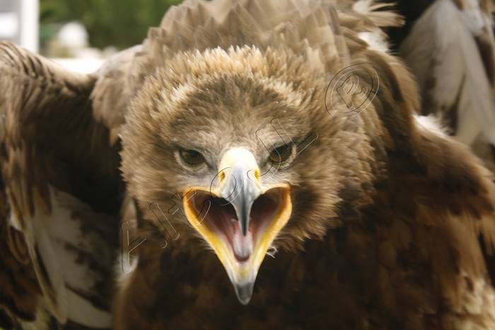 Aguila Rapax