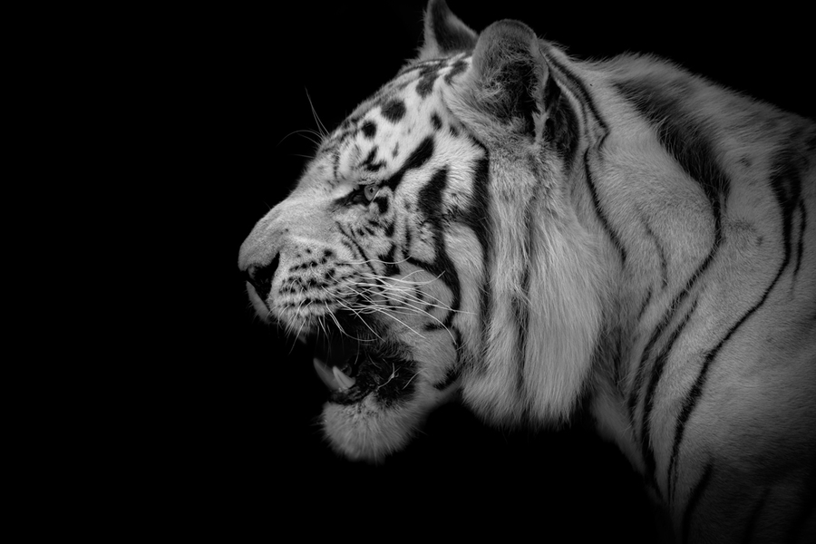 Tigre Blanco
