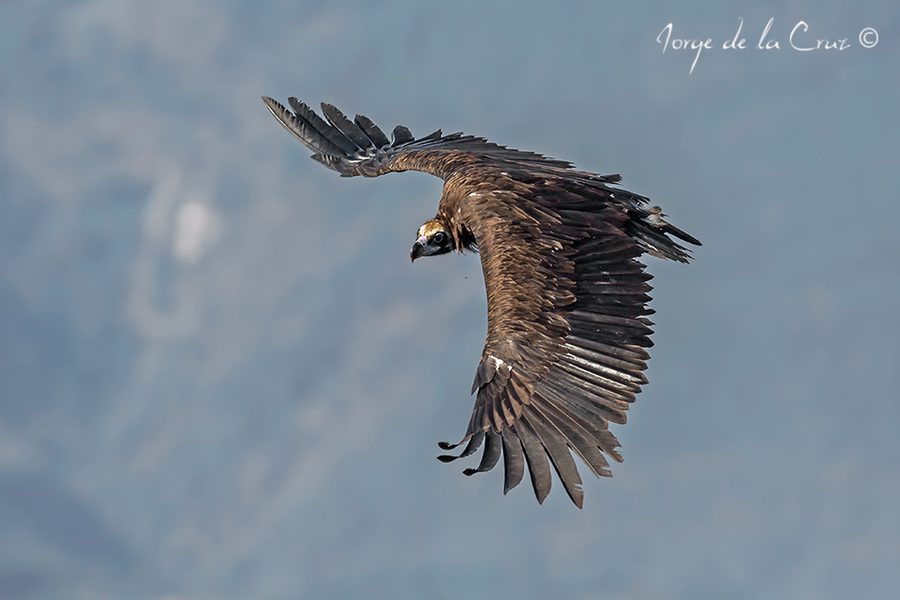 Vuelo de buitre negro