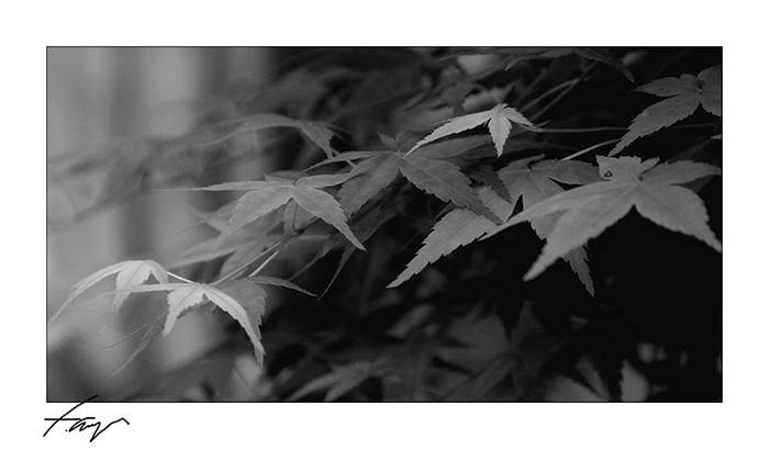 MG_4018c