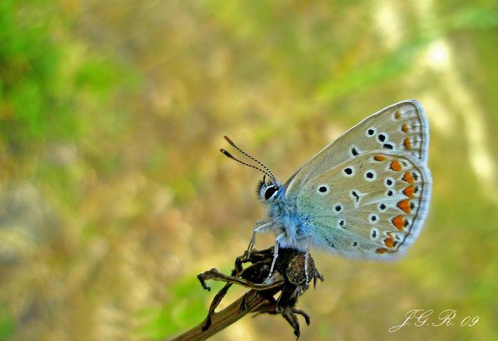 Mariposa meditando