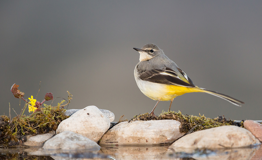 Motacilla cinerea