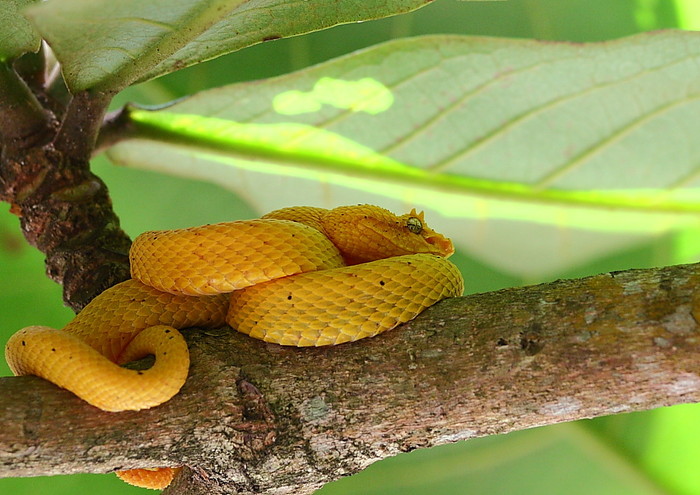 Oropel en Costa Rica
