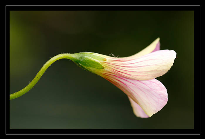 Oxalis_Latifolia