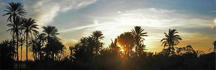 Palmeral2