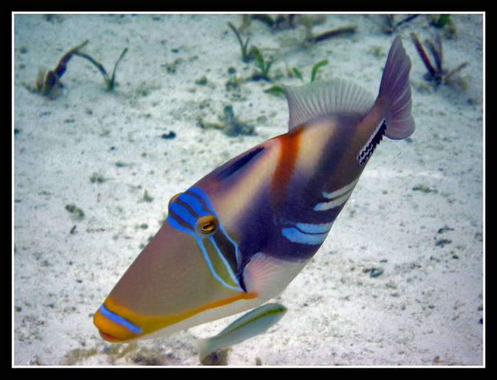 Peces de arrecife